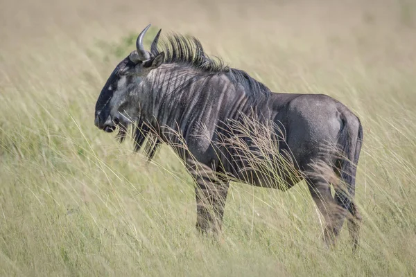 Mavi wildebeest ayakta çim.