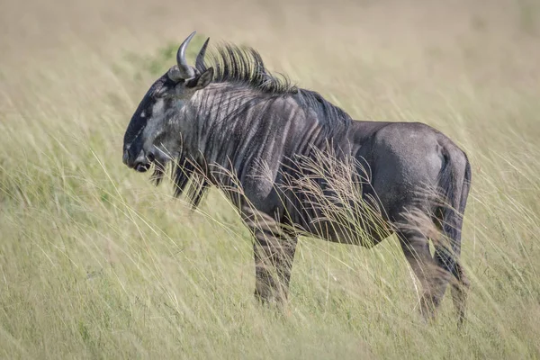 Wildebeest azul de pie en la hierba . — Foto de Stock