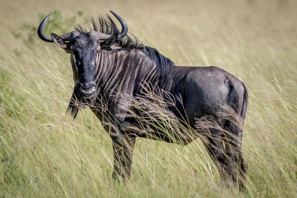 Mavi wildebeest ayakta çim.
