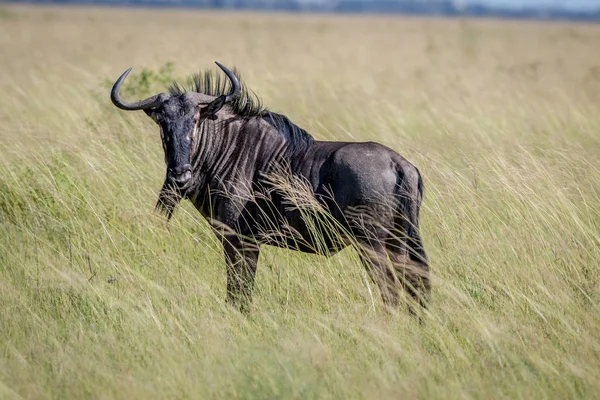 Mavi wildebeest ayakta çim.