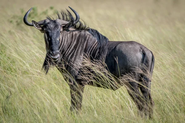 Mavi wildebeest ayakta çim.