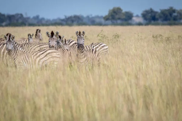 Gruppe Zebras steht im hohen Gras. — Stockfoto