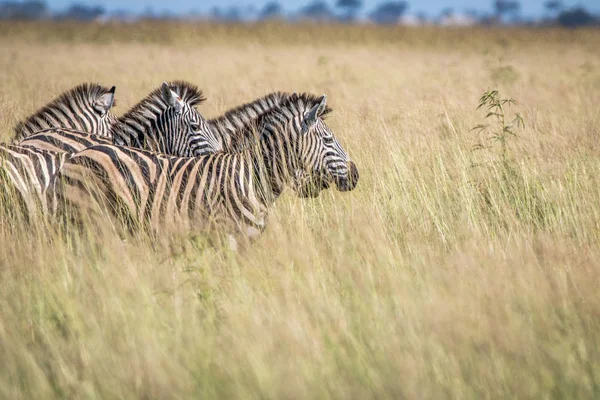 Gruppo di Zebre in piedi nell'erba alta . — Foto Stock