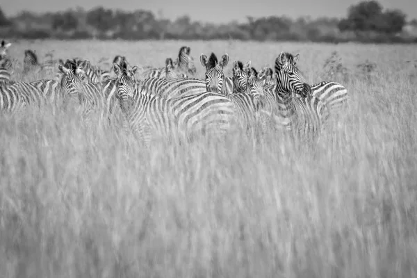 Grupo de Zebras em pé na grama alta . — Fotografia de Stock