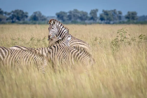 Zebrasgruppen som står i det høye gresset . – stockfoto