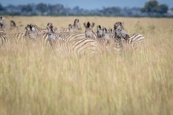 Groep Zebra's permanent in het hoge gras. — Stockfoto