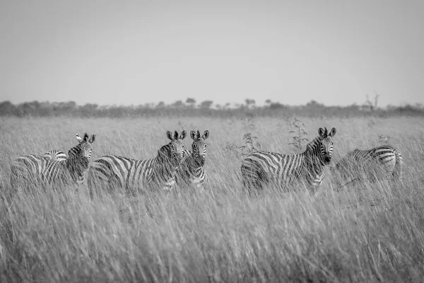 Группа зебр, стоящих в высокой траве . — стоковое фото