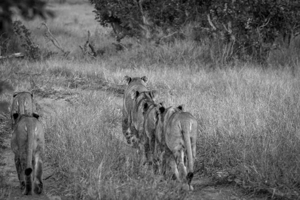 Stolthet av Lions gå ifrån kameran. — Stockfoto