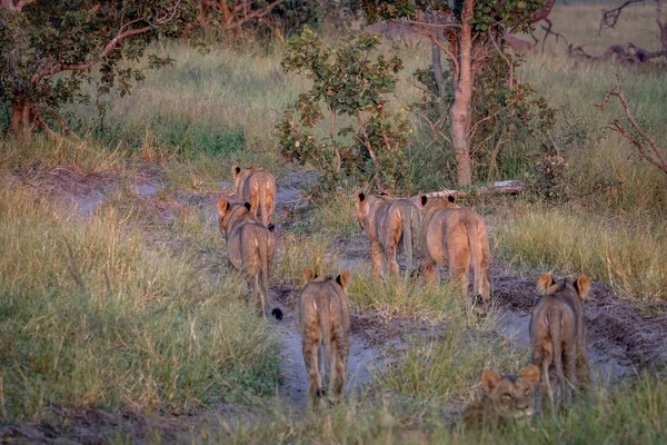 Pride of Lions walking away from the camera.