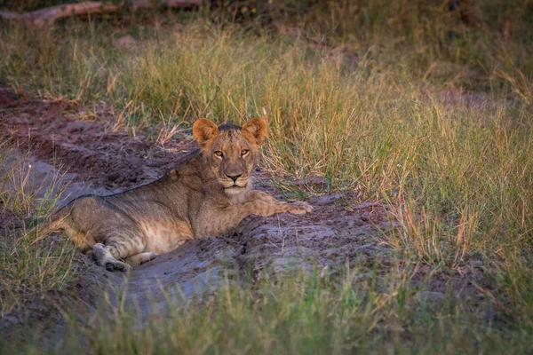 Üstünde belgili tanımlık yol döşeme ve oynadığı aslan.