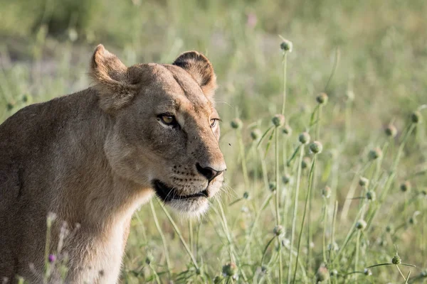 Yan profil aslan çim.