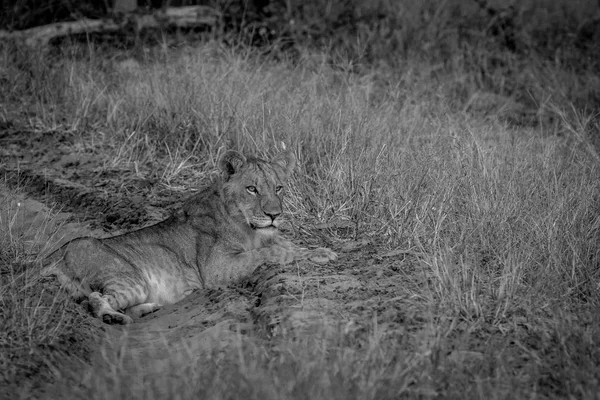 Lion laying on the road and starring.