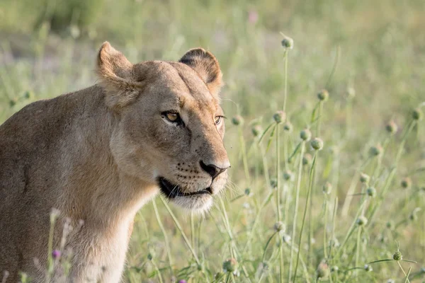Yan profil aslan çim.