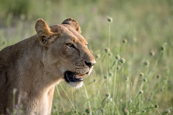 Profil latéral d'un lion dans l'herbe . — Photo