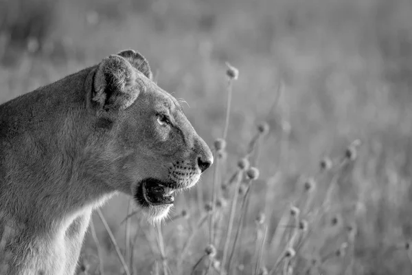 Perfil lateral de um Leão na grama . — Fotografia de Stock
