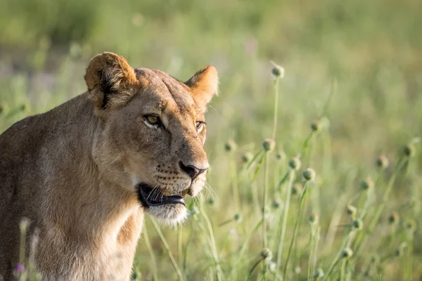 Profil latéral d'un lion dans l'herbe . — Photo