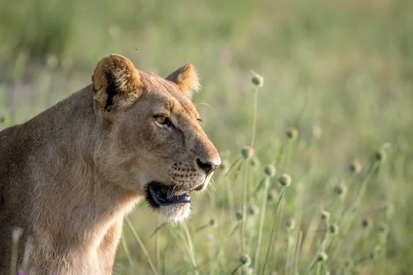 Side profile of a Lion in the grass. — Stock Photo, Image