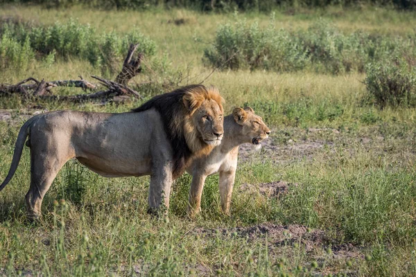 Lion paring paar staande in het gras. — Stockfoto