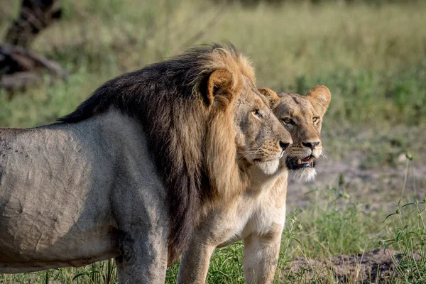 León apareamiento pareja de pie en la hierba . — Foto de Stock