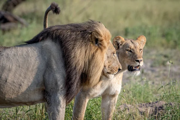 Λιοντάρι ζευγάρωμα ζευγάρι στέκεται στο γρασίδι. — Φωτογραφία Αρχείου