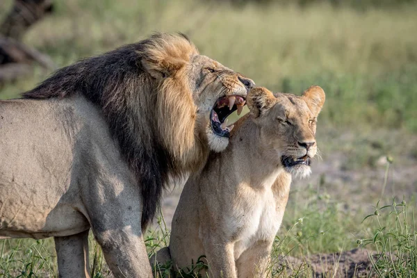 Lion páření pár stojící v trávě. — Stock fotografie