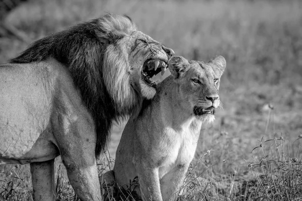 Пара парування лева, що стоїть на траві . — стокове фото