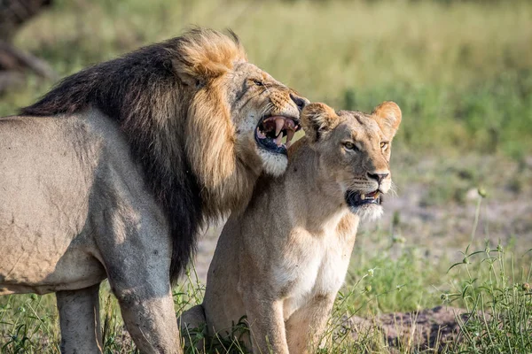 León apareamiento pareja de pie en la hierba . — Foto de Stock