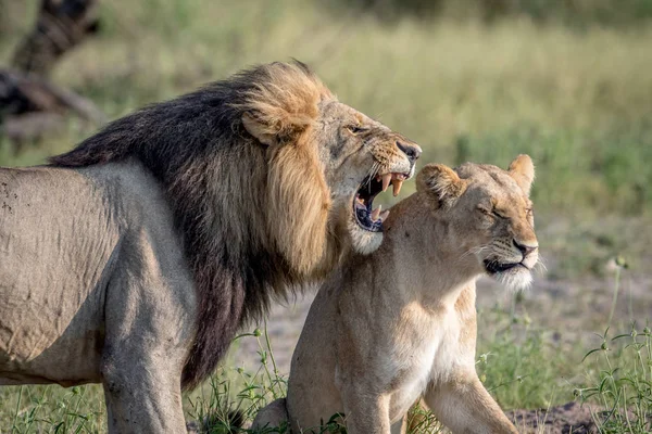 Lion páření pár stojící v trávě. — Stock fotografie