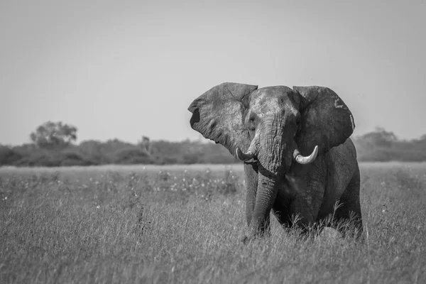 Grote olifant stier tonen enkele houding. Rechtenvrije Stockfoto's