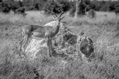Impala ayakta bir termit monte ram..