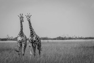 Kamera Chobe Milli Parkı'nda oynadığı iki zürafa, 