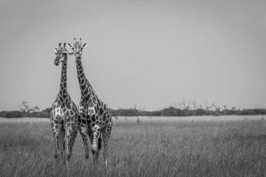 Kamera Chobe Milli Parkı'nda oynadığı iki zürafa, 