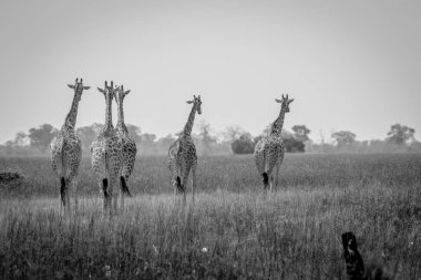Zürafalar çekip yolculuk.