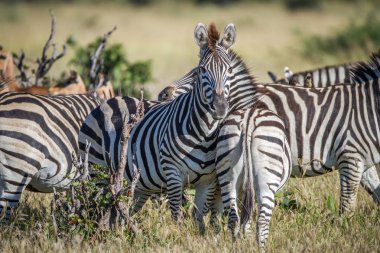 Zebra Chobe kamerada adlı yıldızı.