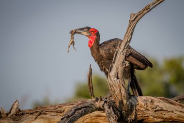 Bir kurbağa ölüm ile Güney kara Kartallar.