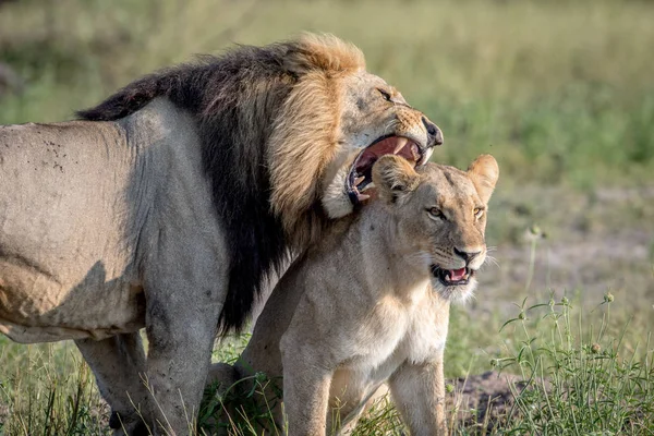 Lion páření pár stojící v trávě. — Stock fotografie