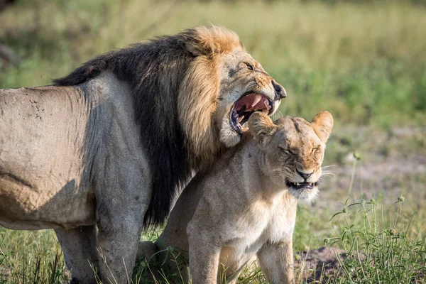 Lion páření pár stojící v trávě. — Stock fotografie