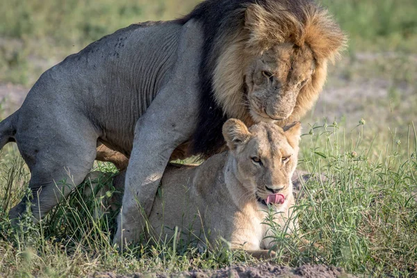 Löwen paaren sich im Gras in Chobe. — Stockfoto