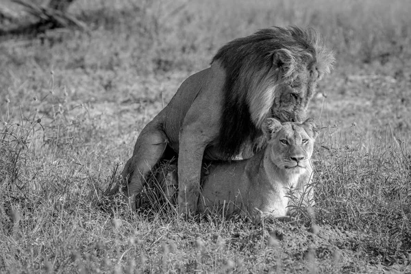 Chobe 잔디에서 짝짓기 하는 라이온 스. — 스톡 사진