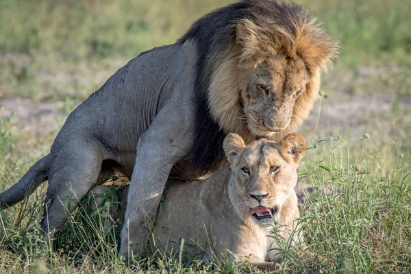Lvi v trávě v Chobe páření. — Stock fotografie