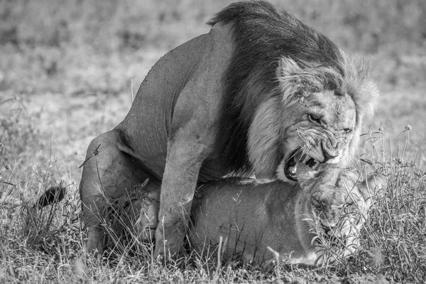 Λιοντάρια ζευγάρωμα στο γρασίδι στο Τσόμπε. — Φωτογραφία Αρχείου