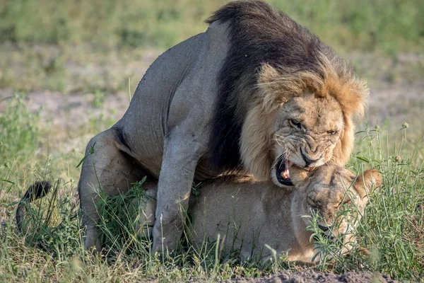Lions accouplement dans l'herbe à Chobe . — Photo