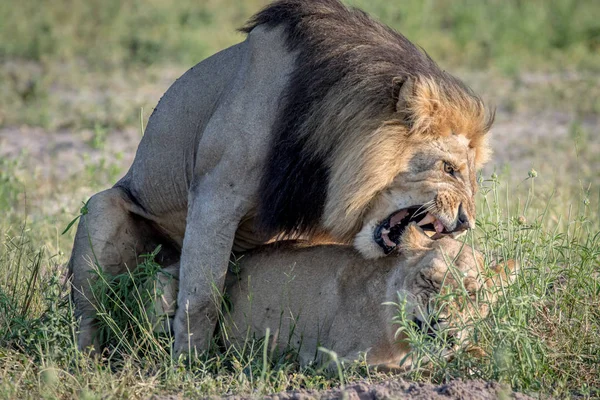 Λιοντάρια ζευγάρωμα στο γρασίδι στο Τσόμπε. — Φωτογραφία Αρχείου