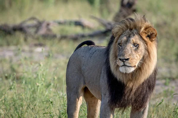 Μεγάλο αρσενικό λιοντάρι στέκεται στο γρασίδι. — Φωτογραφία Αρχείου
