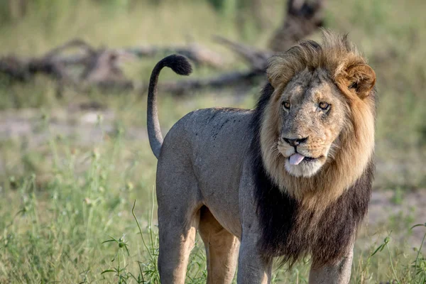 Stor manlig lejon stående i gräset. — Stockfoto