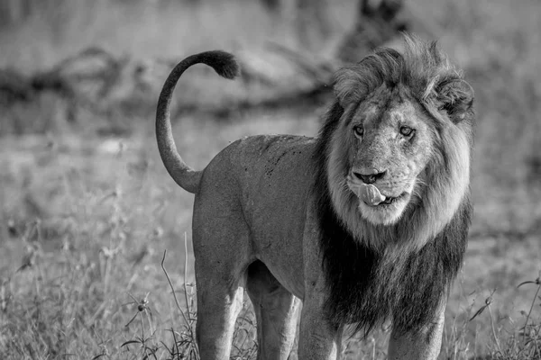 Stor manlig lejon stående i gräset. — Stockfoto