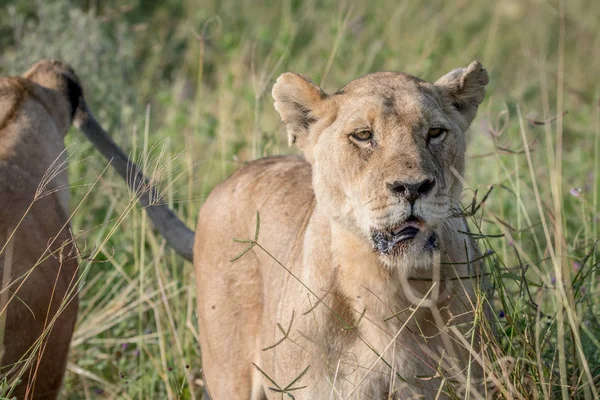 León de pie en la hierba alta y protagonizada por . —  Fotos de Stock