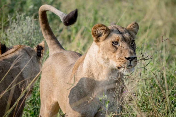 Lion staande in het hoge gras en het acteurs. — Stockfoto