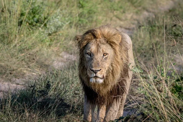 Kameranın doğru yürürken büyük erkek aslan.