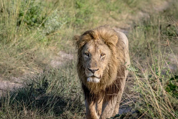 Gros mâle lion marche vers la caméra . — Photo